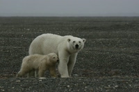 Russlands Wildnis